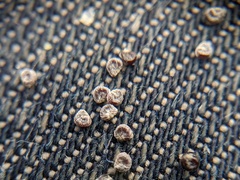 Phemeranthus rugospermus