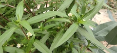 Eclipta prostrata