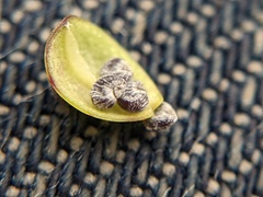 Phemeranthus rugospermus