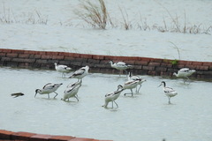 Recurvirostra avosetta