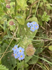 Myosotis scorpioides