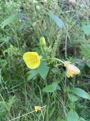 Oenothera biennis