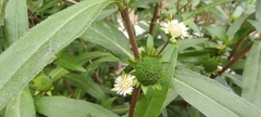 Eclipta prostrata
