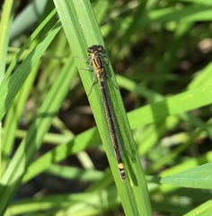 Coenagrion armatum