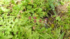 Thymus pulegioides