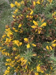 Ulex