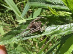 Larinioides sclopetarius