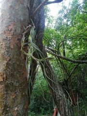 Tillandsia caput-medusae