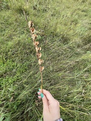 Gladiolus imbricatus