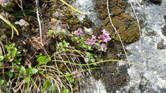 Thymus pulegioides