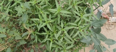 Eclipta prostrata