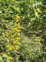 Solidago squarrosa