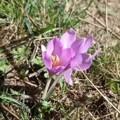 Colchicum