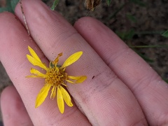 Heterotheca villosa