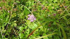 Scabiosa lucida