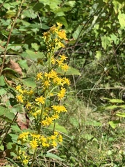 Solidago squarrosa