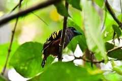 Eurylaimus javanicus