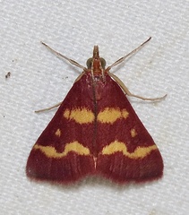 Pyrausta tyralis