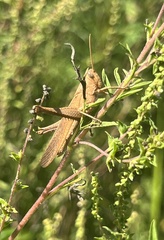 Schistocerca damnifica