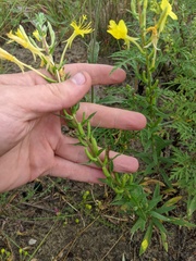 Oenothera clelandii