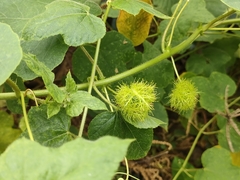 Passiflora foetida