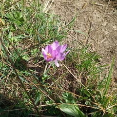 Colchicum