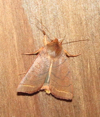 Epiglaea apiata