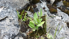 Pilosella officinarum