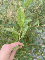 Salix