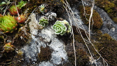 Saxifraga paniculata