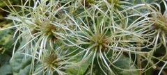 Clematis vitalba
