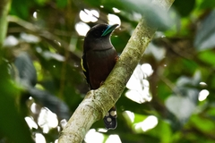 Eurylaimus javanicus