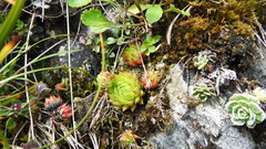 Sempervivum globiferum