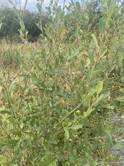 Salix