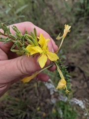 Oenothera clelandii
