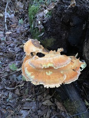 Laetiporus