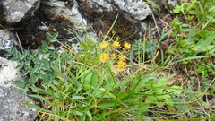 Bupleurum