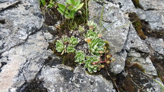 Saxifraga paniculata