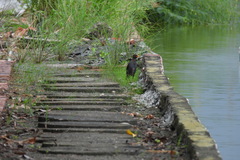 Acridotheres javanicus