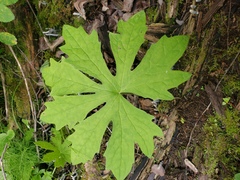 Petasites frigidus