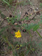 Heterotheca villosa