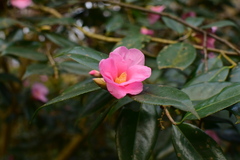 Camellia uraku