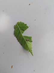 Hemiptera