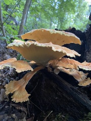 Laetiporus