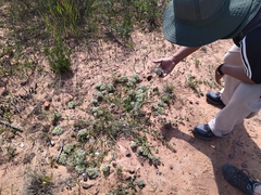 Heliotropium curassavicum