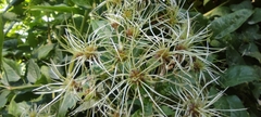 Clematis vitalba