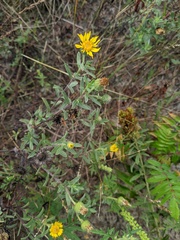 Heterotheca villosa