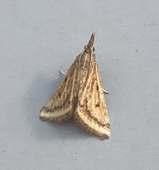 Microtheoris ophionalis