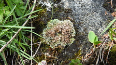 Cladonia