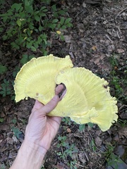 Laetiporus